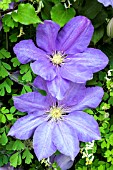 CLEMATIS ‘H.F.YOUNG’