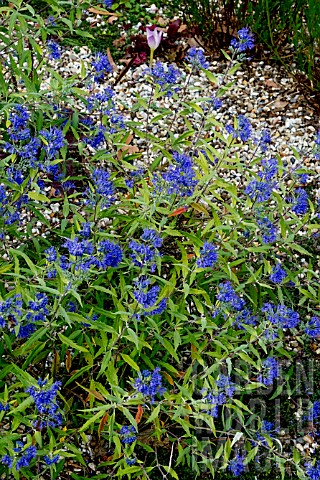 CARYOPTERIS_X_CLANDONENSIS_WORCESTER_GOLD