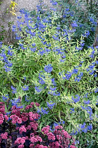 CARYOPTERIS_X_CLANDONENSIS_WORCESTER_GOLD