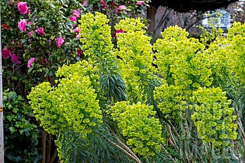 Euphorbia_characias_subsp_wulfenii
