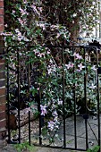 CLEMATIS MONTANA FRAGRANT SPRING ON GATE