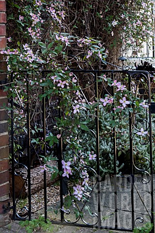 CLEMATIS_MONTANA_FRAGRANT_SPRING_ON_GATE