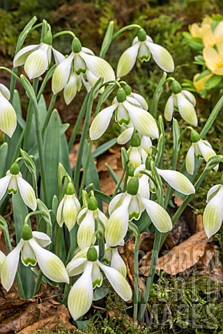 GALANTHUS_COWHOUSE_GREEN
