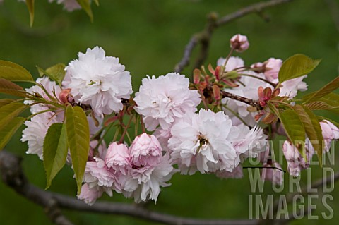 Prunus_lannesiana_Shirogami