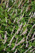 Persicaria amplexicaulis (Misty Morning) = Ochtendgrys