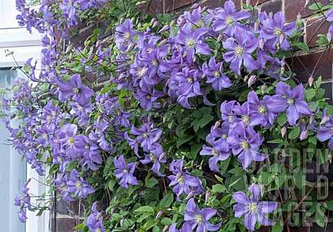 CLEMATIS_PRINCE_CHARLES