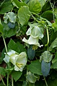 Cobaea scandens, flowers and fruit