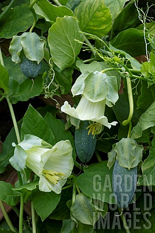 Cobaea_scandens_flowers_and_fruit