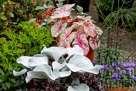 EXOTIC_PLANTINGS_IN_CONTAINERS