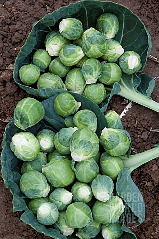 BRUSSELS_SPROUTS_FRESHLY_PICKED