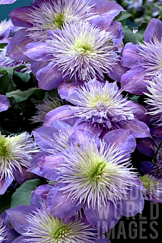 CLEMATIS_CRYSTAL_FOUNTAIN
