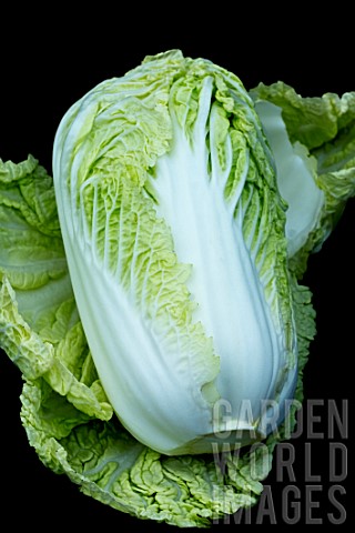 CHINESE_CABBAGE