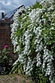 Exochorda × macrantha The Bride