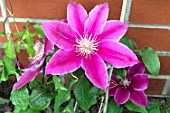 CLEMATIS DOCTOR RUPPEL AGM