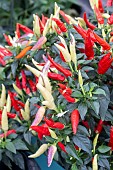 CHILLI BASKET OF FIRE
