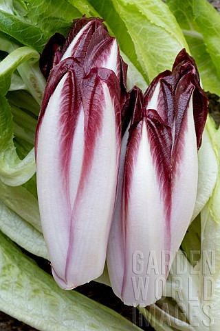 RED_CHICORY