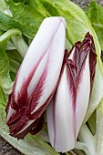 RED CHICORY