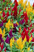 CELOSIA FIRST FLAME PURPLE &YELLOW & RED