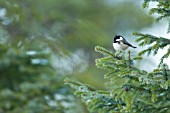 COAL TIT PERCHED ON FIR TREE BRANCH