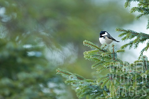 COAL_TIT_PERCHED_ON_FIR_TREE_BRANCH