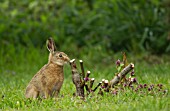BROWN HARE LEVERET BY A PRUNED ROSE BUSH
