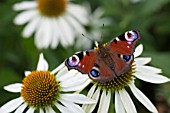 PEACOCK BUTTERFLY, FEEDING ON ECHINACEA