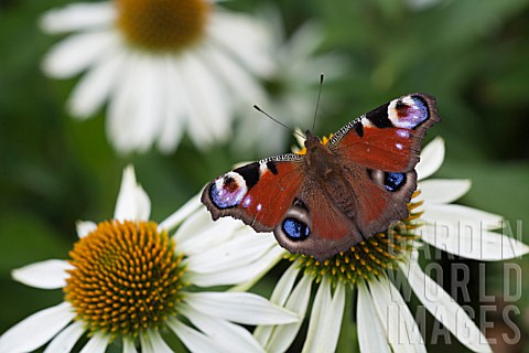 PEACOCK_BUTTERFLY_FEEDING_ON_ECHINACEA