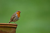 ROBIN PERCHED ON PLANT POT