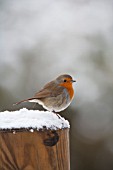 ROBIN PERCHED ON SNOW COVERED FENCE POST