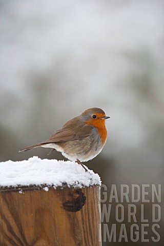 ROBIN_PERCHED_ON_SNOW_COVERED_FENCE_POST