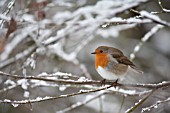 ROBIN PERCHED IN SNOW COVERED TREE BRANCHES