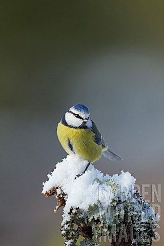 COAL_TIT_PERCHED_ON_SNOW_COVERED_TREE_BRANCH