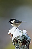 COAL TIT PERCHED ON SNOW COVERED TREE BRANCH