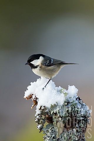 COAL_TIT_PERCHED_ON_SNOW_COVERED_TREE_BRANCH