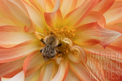 Common_carder_bee_Bombus_pascuorum_feeding_on_a_Dahlia_flower_Suffolk_England_UK_June