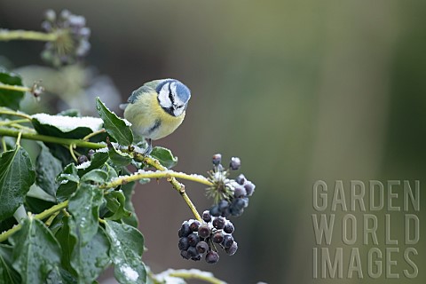 Blue_tit_Cyanistes_Caeruleus_adult_bird_on_a_snow_covered_ivy_tree_branch_in_winter_Suffolk_England_