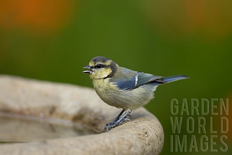 Blue_tit_Cyanistes_Caeruleus_juvenile_bird_on_a_garden_bird_bath_Suffolk_England_UK_August