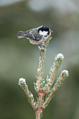 Coal tit Periparus ater adult bird on a snow covered Christmas tree in winter, Suffolk, England, United Kingdom