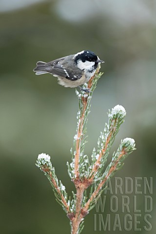 Coal_tit_Periparus_ater_adult_bird_on_a_snow_covered_Christmas_tree_in_winter_Suffolk_England_United