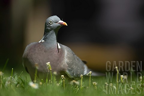 Wood_pigeon_Columba_palumbus_on_a_garden_lawn_Suffolk_UK_May