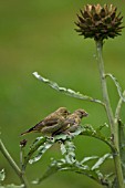 GREENFINCH CARDUELIS CHLORIS, TWO YOUNG BIRDS PERCHED ON CYNARA CARDUNCULUS