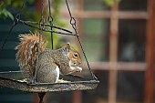 Grey squirrel Sciurus carolinensis adult feeding on a garden bird feeder, Suffolk, UK, May