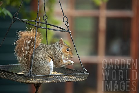 Grey_squirrel_Sciurus_carolinensis_adult_feeding_on_a_garden_bird_feeder_Suffolk_UK_May