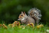 Grey squirrel Sciurus carolinensis adult feeding on Sweet chestnuts, Suffolk, UK, October