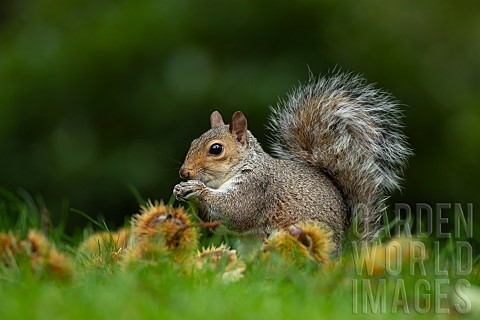 Grey_squirrel_Sciurus_carolinensis_adult_feeding_on_Sweet_chestnuts_Suffolk_UK_October