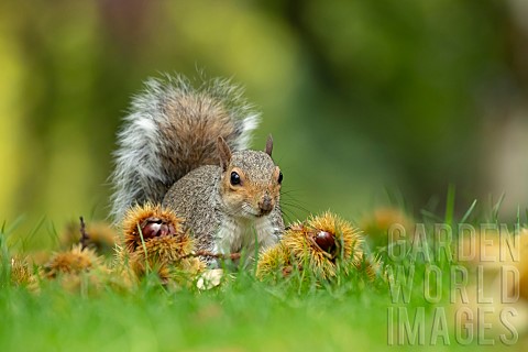 Grey_squirrel_Sciurus_carolinensis_adult_searching_for_food_in_a_woodland_Suffolk_UK_October