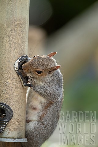 Grey_squirrel_Sciurus_carolinensis_adult_feeding_from_a_garden_bird_seed_feeder_Suffolk_UK_May