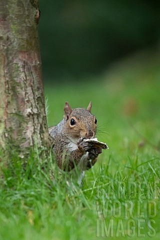 Grey_squirrel_Sciurus_carolinensis_adult_feeding_on_a_piece_of_fungi_Suffolk_UK_October