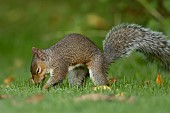 Grey squirrel Sciurus carolinensis adult burying a nut in a garden lawn, Suffolk, England, UK, September