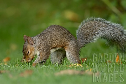 Grey_squirrel_Sciurus_carolinensis_adult_burying_a_nut_in_a_garden_lawn_Suffolk_England_UK_September